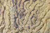 Pennsylvanian, Fossil Microbial Mat - Oklahoma #155977-1
